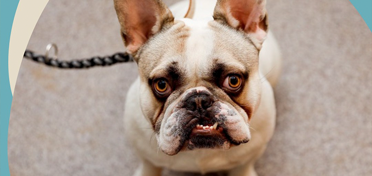 Nowy pies w schronisku