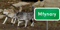 Gmina M�ynary: Wilki zagryz�y zwierz�ta gospodarskie. To ju� kolejny taki atak