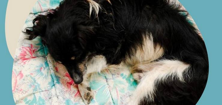 Nowy pies w schronisku. Czy ktoś go szuka?