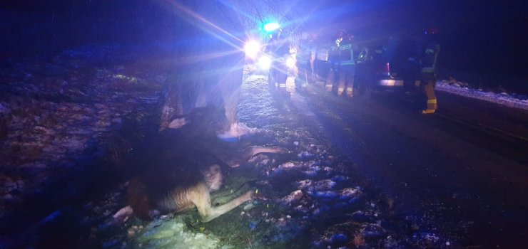 Huta Żuławska: Auto zderzyło się z łosiem