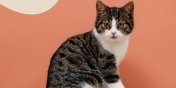 Uroczy Sosik do adopcji 