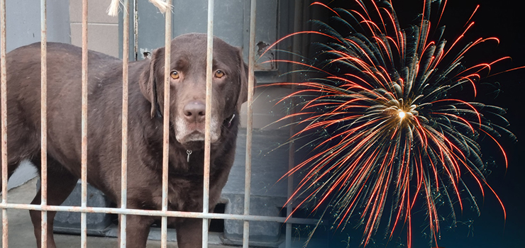 My strzelamy dla zabawy, one cierpią. Fajerwerki są ogromnym stresem dla zwierząt - zobacz film