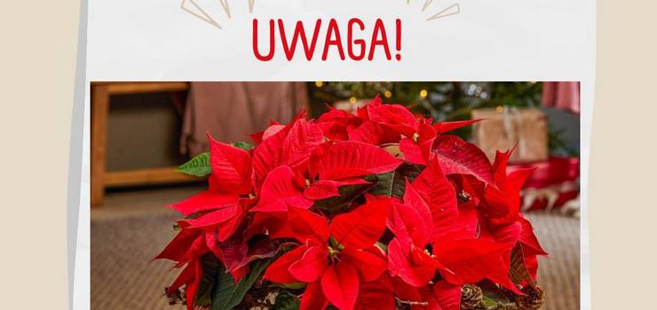 Gwiazda betlejemska jest toksyczna dla psów i kotów