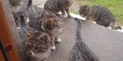 Kotki do adopcji