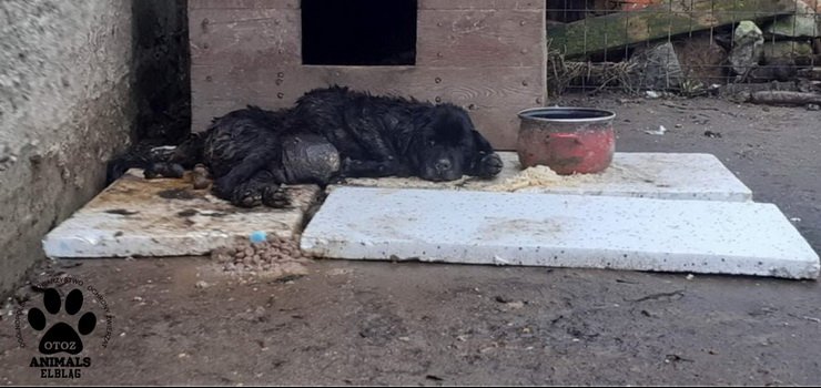 Co stało się z psem z guzem wielkości piłki do koszykówki? "Właściciel uważał, że nic się nie stało"(drastyczne zdjęcia)