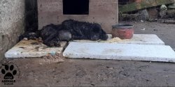 Powracamy do tematu: Chory, wychudzony, le�a� we w�asnych odchodach. W�a�ciciel odpowie za zn�canie si� nad psem?