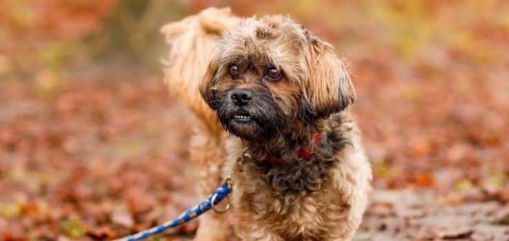 Najwyższy czas położyć kres pechowi Lakiego. Psiak pilnie poszukuje odpowiedzialnego domu!