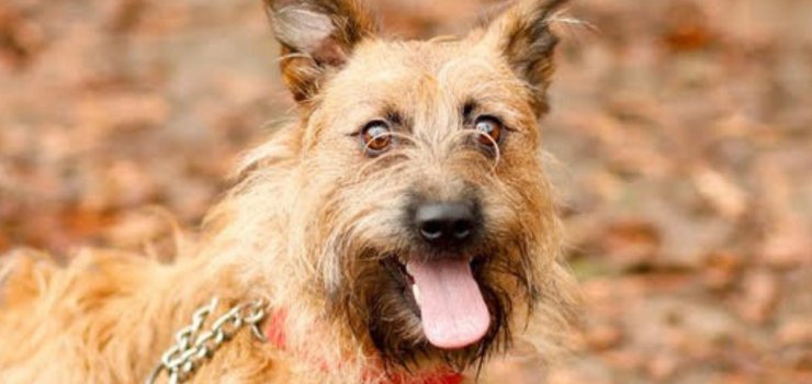 Świat Gamy runął. Sunia szuka dobrego domu