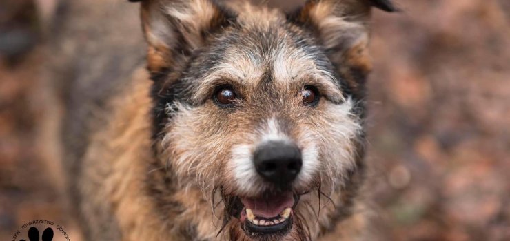 Nero, pisiak szuka domu