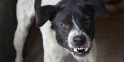 "Agresywnego psa�trzeba by�o odci�ga� od ludzi". W�a�ciciele czworonog�w w nosie maj� obowi�zki?