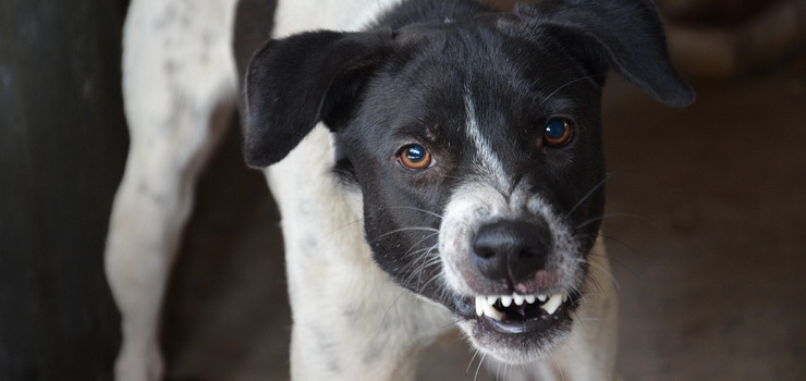 "Agresywnego psa trzeba było odciągać od ludzi". Właściciele czworonogów w nosie mają obowiązki?