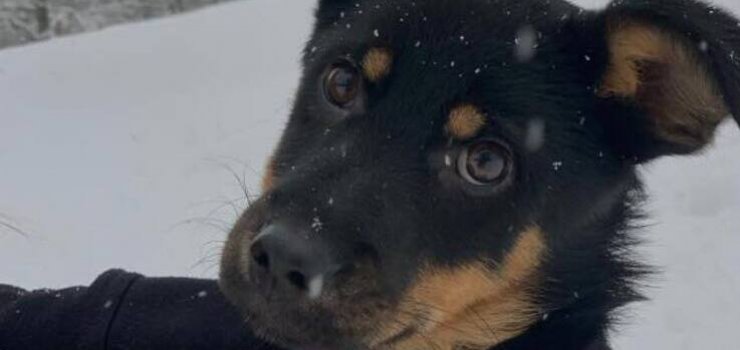 Rybcia i Kajka szukają ciepłego domu