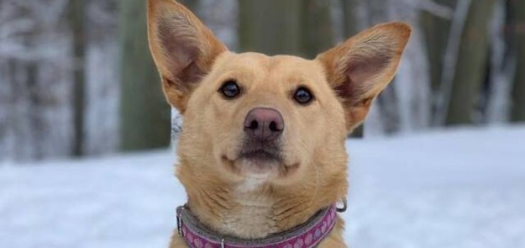 Pomóżmy znaleźć dom dla Mokki