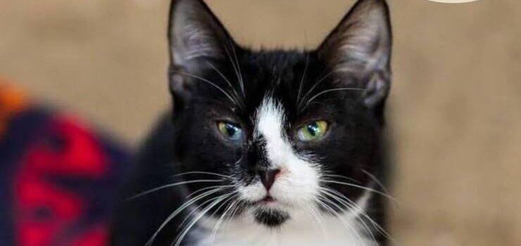 Te koty szukają kochającego domu