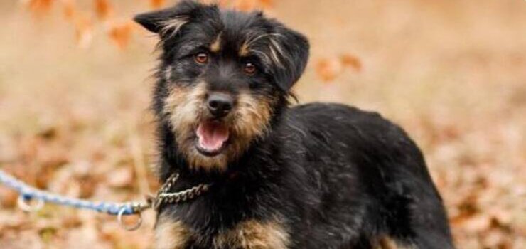 Codziennie do schroniska trafiają kolejne psiaki… Ostatnio z ul. Bema, Czerniakowskiej, Lubranieckiej i Żyrardowskiej