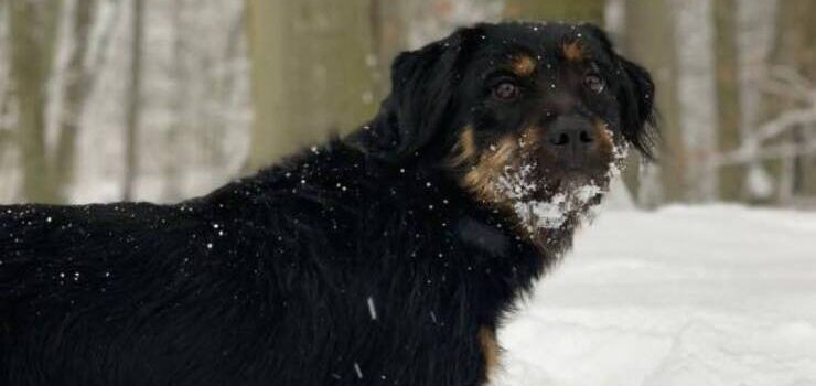 Strąk rozbraja uśmiechem i szuka kochającego domu