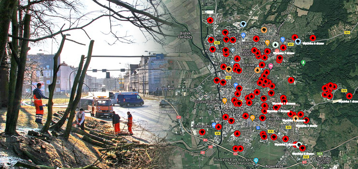 Elblg: Powstaa mapa wycinek drzew. Urzdnicy si nie kwapili, wic elblanin zrobi j sam