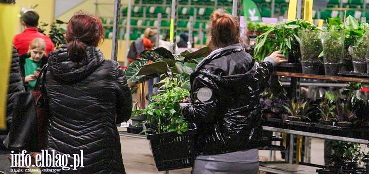 Zielone święto w Elblągu. W hali przy al. Grunwaldzkiej trwa Festiwal Roślin (zobacz zdjęcia)