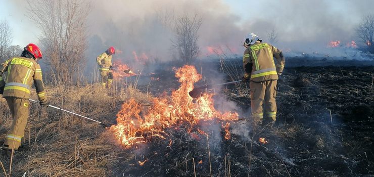 Kolejny w tym roku pożar traw. Apele strażaków nie przynoszą skutku
