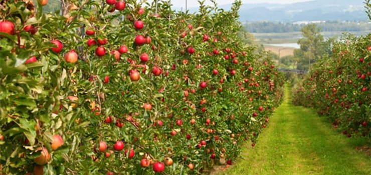 Jabłoń - na jakie odmiany warto się zdecydować?