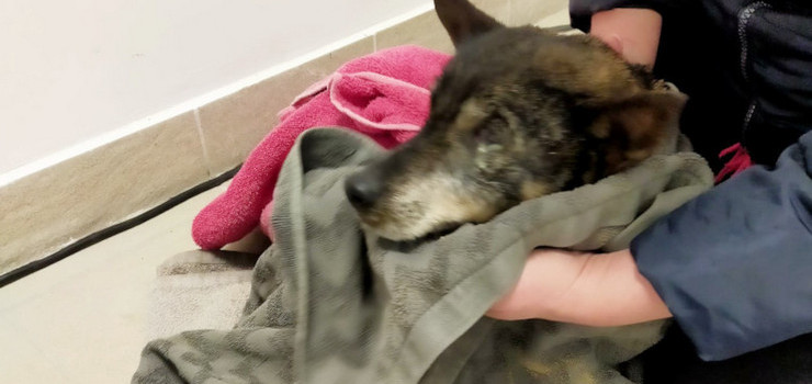 Tonęła w Pasłęce, uratowali ją strażnicy graniczni