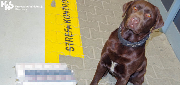 Cent i Moli pomogły ujawnić kontrabandę