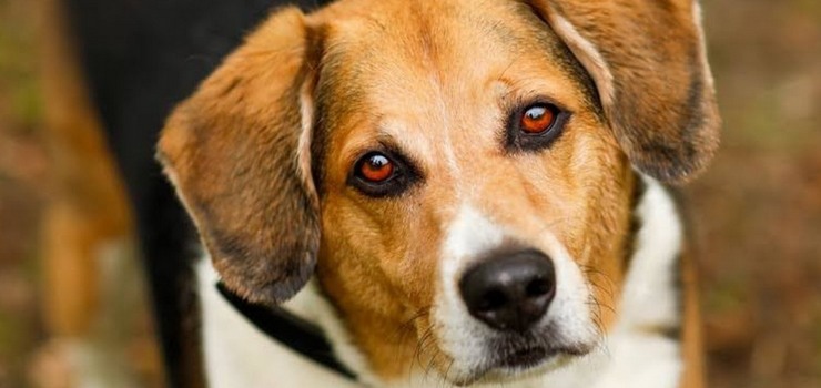 Moris szuka nowego domu