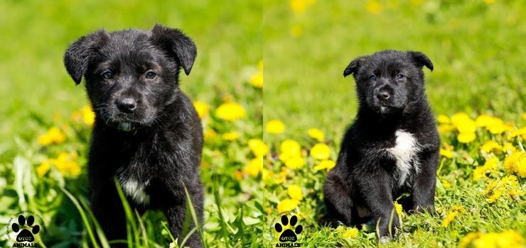 Czy ktoś się nad nimi zlituje?