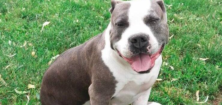 Dora, Boruta i Fuzja to pieski które potrzebują pilnie domu.