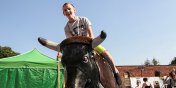 Elblg: Mistrzostwa w ujedaniu byka atrakcjUS(zobacz zdjcia)