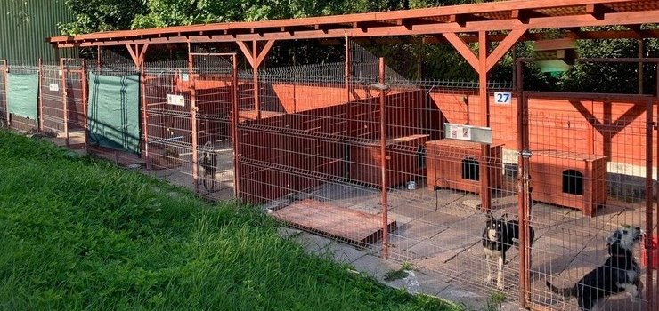 Upalne dni si utrzymuj, schronisko prosi o pomoc 