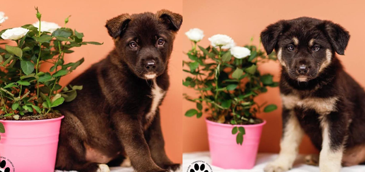 Wspaniałe domki dla wspaniałych dzieciaczków poszukiwane!