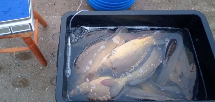 Czytelniczka alarmuje: "Stłoczone w małym pojemniku, wyglądają na ledwo żywe. To barbarzyństwo!"