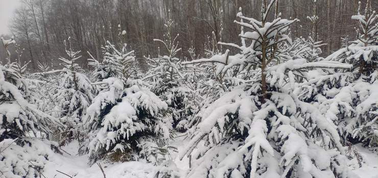 Choinki prosto z lasu