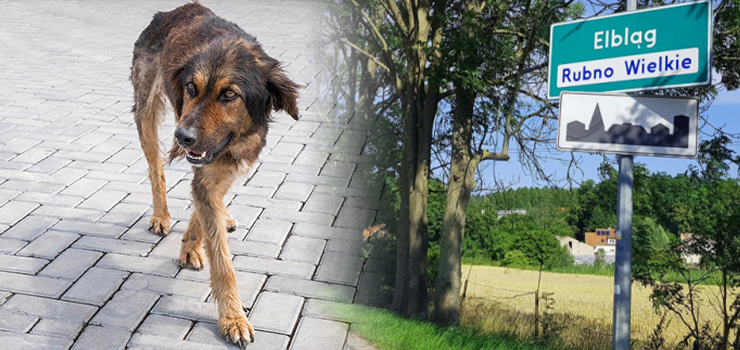 Elbląg: Dzikie psy sieją postrach od lat. W końcu uda się wyłapać agresywne czworonogi?