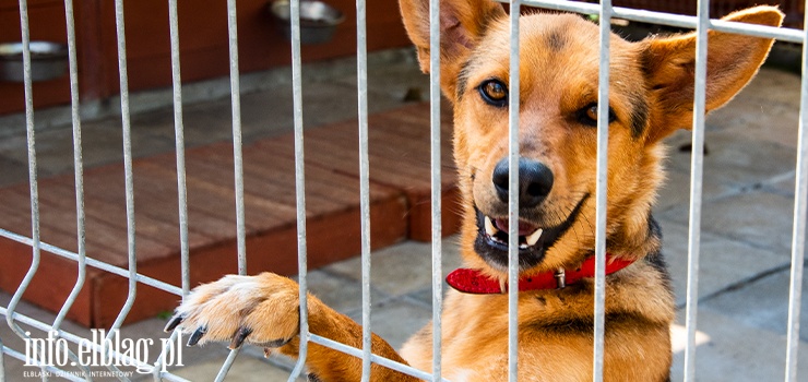 Najpierw były "przedświąteczne porządki", teraz huk petard. Ten okres to dla zwierząt ze schroniska prawdziwy dramat