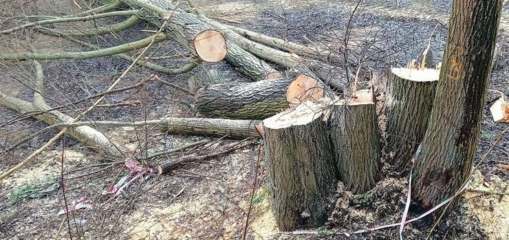 Strażnicy ujawnili nielagalne wycięcie drzew przez jednego z deweloperów 