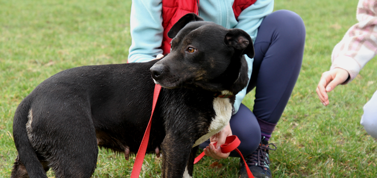 Za nami marcowa edycja Biegu na 6 łap. Zobacz galerię zdjęć!