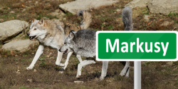 Wilki pojawi�y si� w gminie Markusy. Dosz�o do ataku na psa