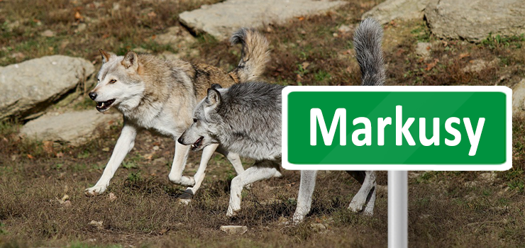 Wilki pojawiy si w gminie Markusy. Doszo do ataku na psa