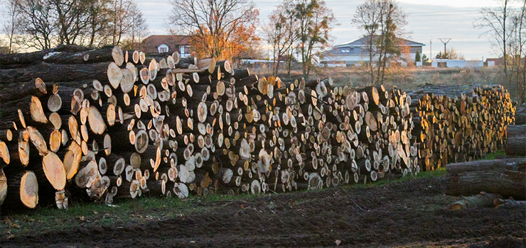Elbląg: Pod tę inwestycję wycięto cztery hektary drzew! Co z budową zbiornika retencyjnego?