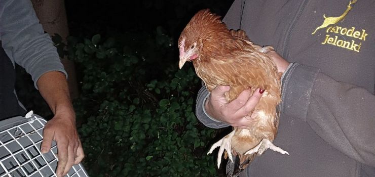 Elbląg: Kury wybrały się na spacer po mieście. Interweniowała straż miejska