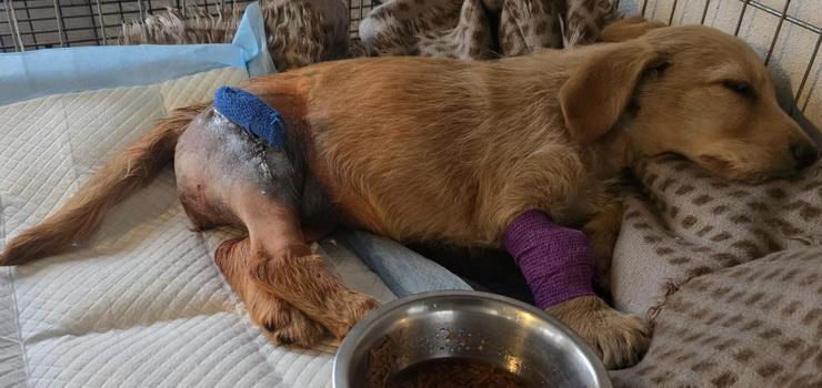 Psie dziecko z połamanymi łapkami. Leżała niedaleko drogi i nie była w stanie się poruszać…