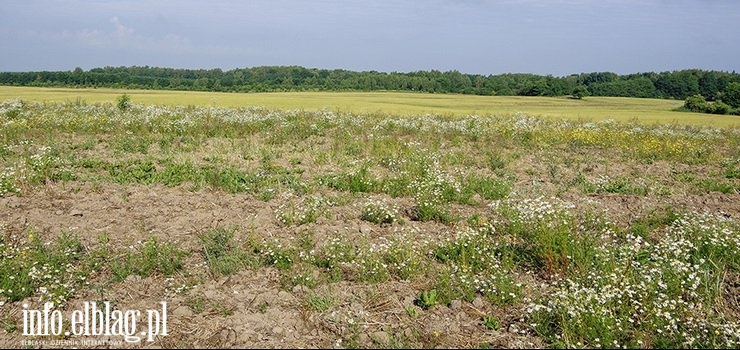 Elbląg: Iwaszkiewicza zainteresowała deweloperów? Kolejny chce tutaj budować