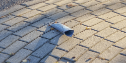 Takie cuda na rodku chodnika w centrum miasta!!