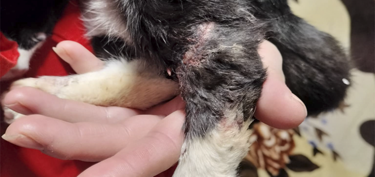 Pomóżmy Emilce wrócić do zdrowia