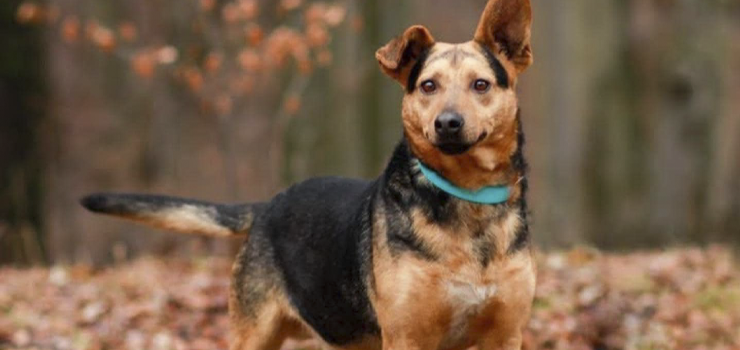 Bueno - czy schronisko będzie ostatnim przystankiem?