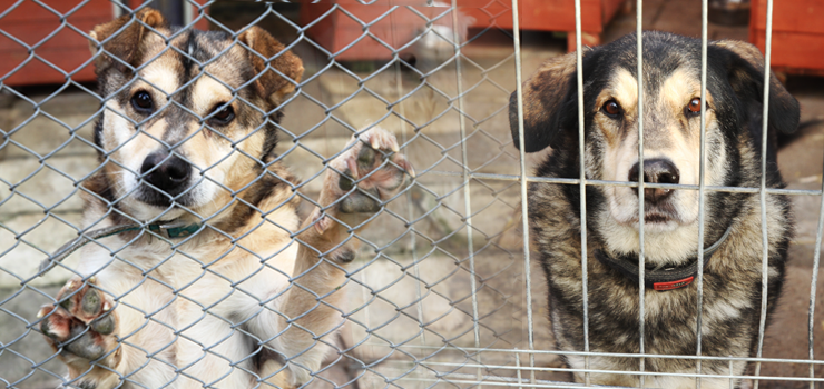 Odwiedziliśmy elbląskie schronisko. Psy i koty czekają na nowe domy. Zobacz zdjęcia!