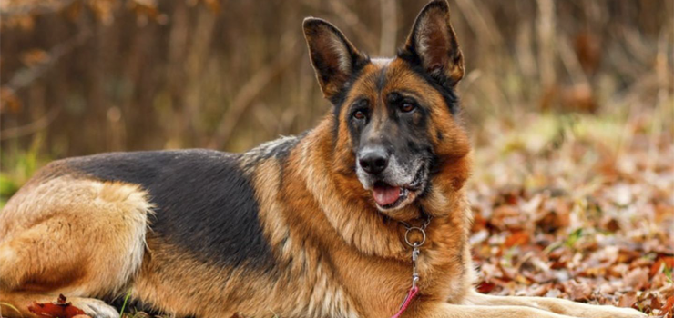 Otwórz serce na cudowną Denerys