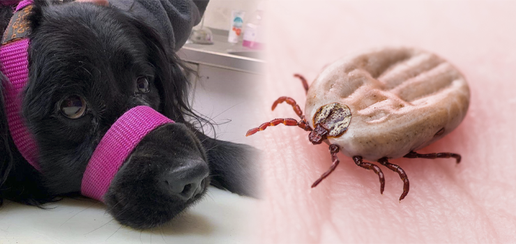 Schronisko błaga o pomoc: Musimy zabezpieczyć 160 psów przed kleszczami. Jesteśmy załamani